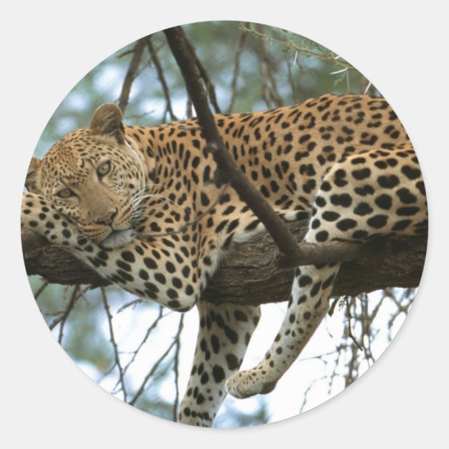 Adesivo Leopardo descendo em árvore (Frente)