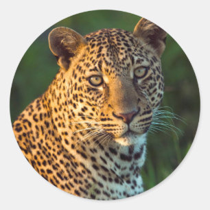 Adesivo Leopardo Macho (Panthera Pardus) Filhote Adulto