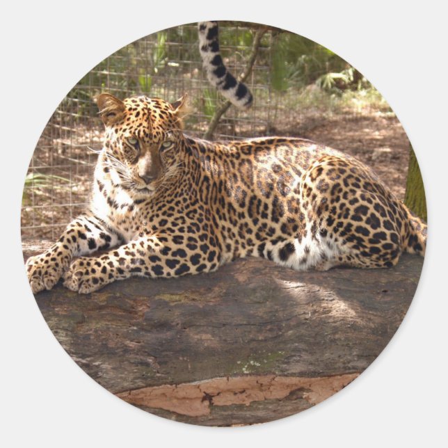 Adesivo Leopardo Sticker (Frente)