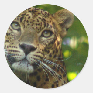 Adesivo Leopardo-Stickers