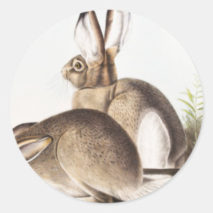 Adesivo Lepus Townsendii (Lepus Townsendii)