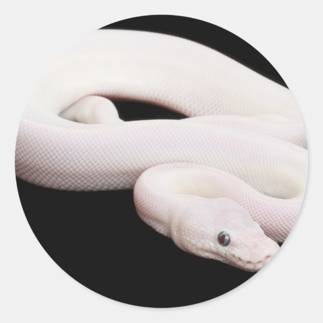 Adesivo Leucística - Ball Python (Frente)