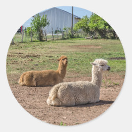 Adesivo Lhamas de boa aparência (lama glama) na grama verd