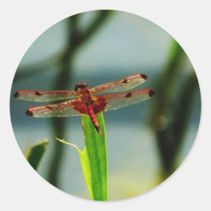 Adesivo Libélula vermelha e preta manchada