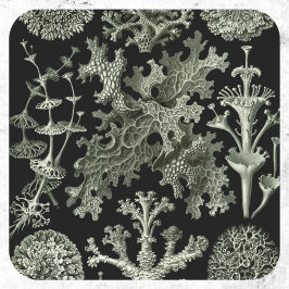 Adesivo Lichen por Ernst Haeckel, Plantas Naturais Vintage