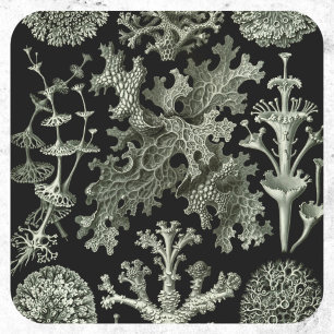 Adesivo Lichen por Ernst Haeckel, Plantas Naturais Vintage