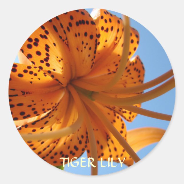 Adesivo LIES STICKERS Orange Tiger Lily Flowers Gifts (Frente)