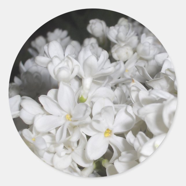 Adesivo Lilac (Frente)