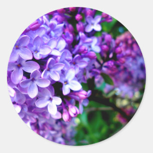 Adesivo Lilacs