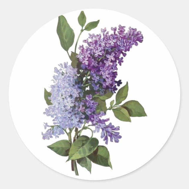 Adesivo Lilacs frescos (Frente)