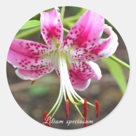 Adesivo Lilium speciosum [Round Seal] ラ ウ ン ド