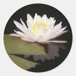 Adesivo Lillies