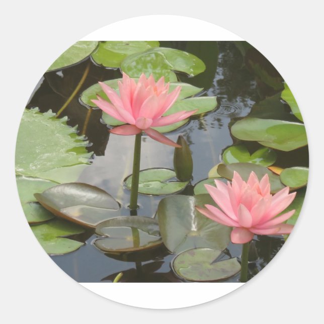 Adesivo Lillies de Água (Frente)