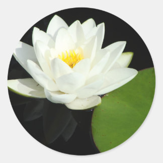 Adesivo Lily branca e amarela em Pond