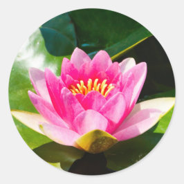Adesivo Lily de água rosa adorável com folhas verdes