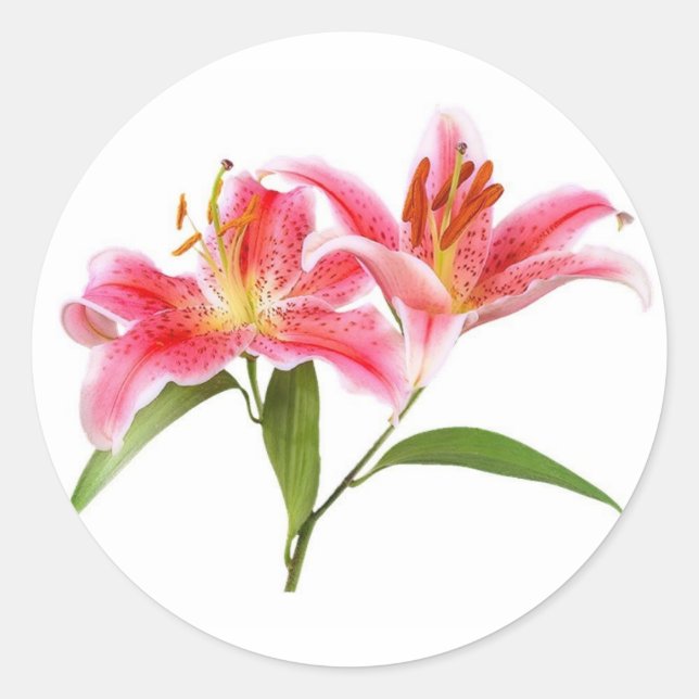 Adesivo lily de tigre rosa - personalizável (Frente)