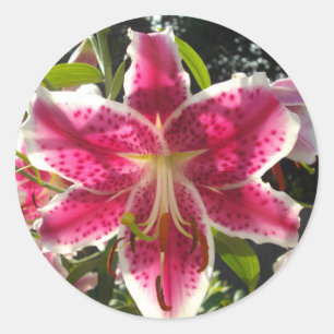 Adesivo Lily do Dia Rosa