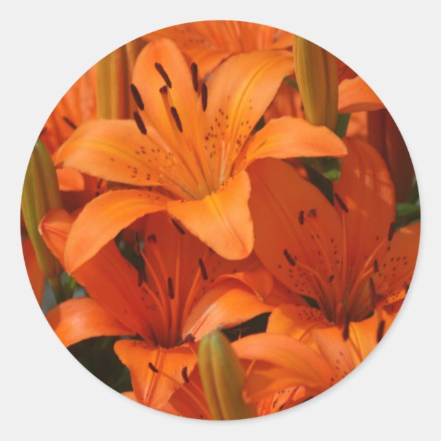 Adesivo Lily Envelope Selos (Frente)