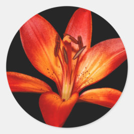 Adesivo Lily Gran Paradiso, Linda Laranja Vermelha Asiátic