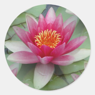 Adesivo Lily Lily De Água De Lotus Rosa
