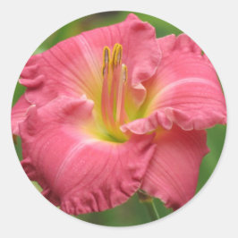 Adesivo Lily Rosa - Daylily