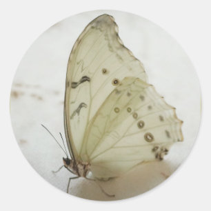 Adesivo Limpar selo da borboleta / rótulo /adesivos