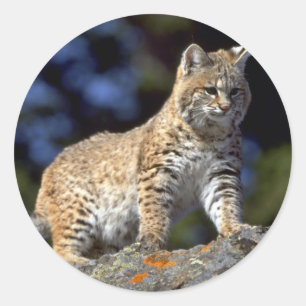 Adesivo Lince