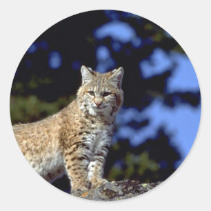 Adesivo Lince
