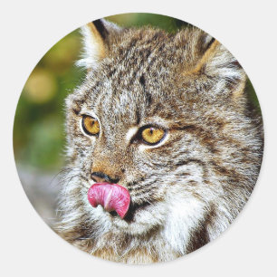 Adesivo Lince canadense - lambendo suas costeletas