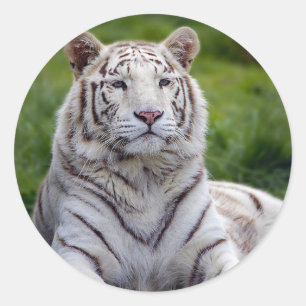 Adesivo Linda Foto do Tigre Branco