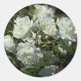 Adesivo Lindas Rosas Brancas 