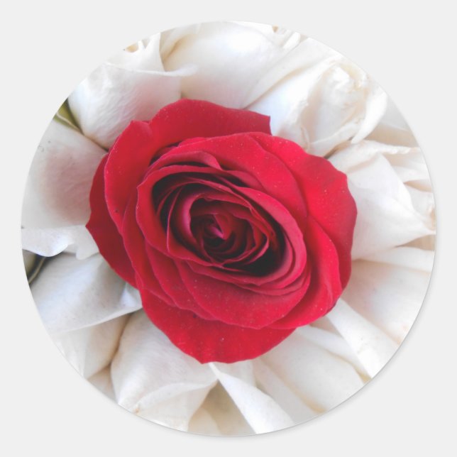 Adesivo Lindegren (Frente)