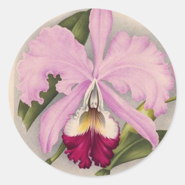 Adesivo "Linden Orchid", 1897 Botânica (Frente)