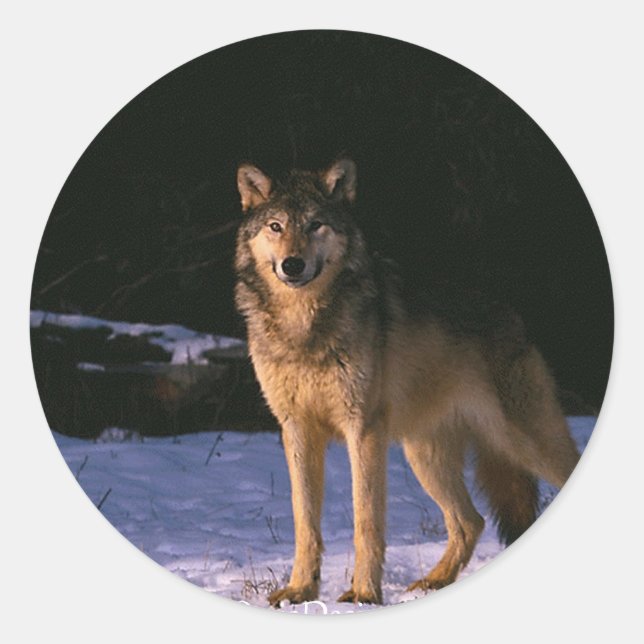Adesivo lindos animais selvagens (Frente)