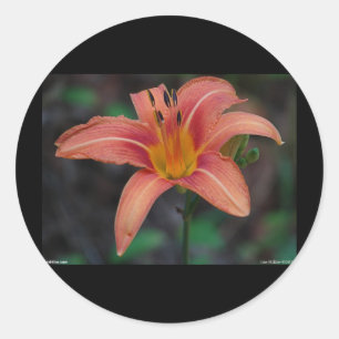 Adesivo Lindos Artigos e Presentes de Hemerocallis Cor de 