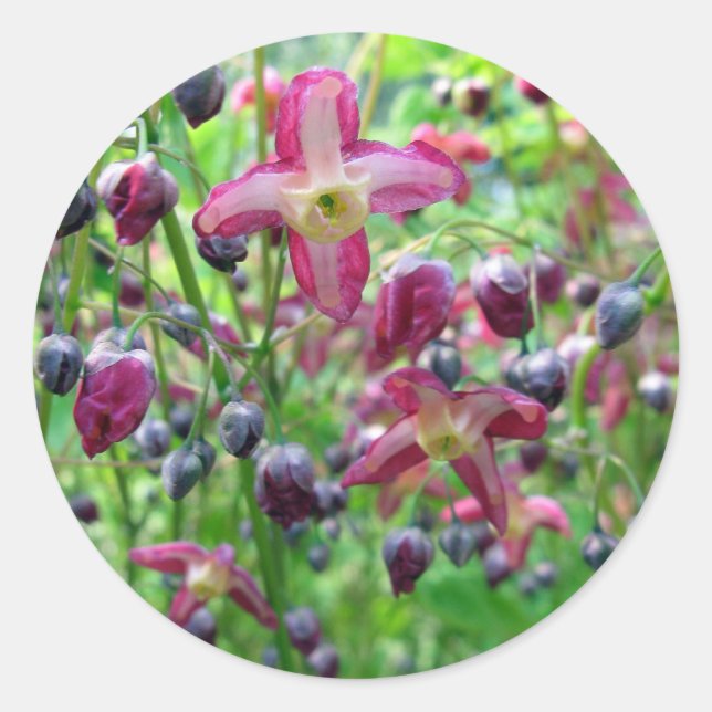 Adesivo Lindos Flores e Buds Foto de Primavera (Frente)