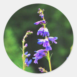 Adesivo Lindos flores roxas em sangue no Canadá