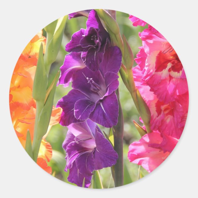 Adesivo Lindos Gladiolus Blooms (Frente)