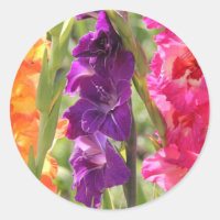 Lindos Gladiolus Blooms
