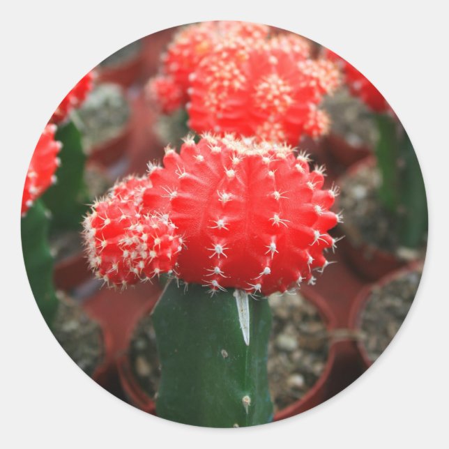 Adesivo Linha De Vinheta De Cactus (Frente)