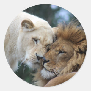 Adesivo Lion e Lioness Nuzzling