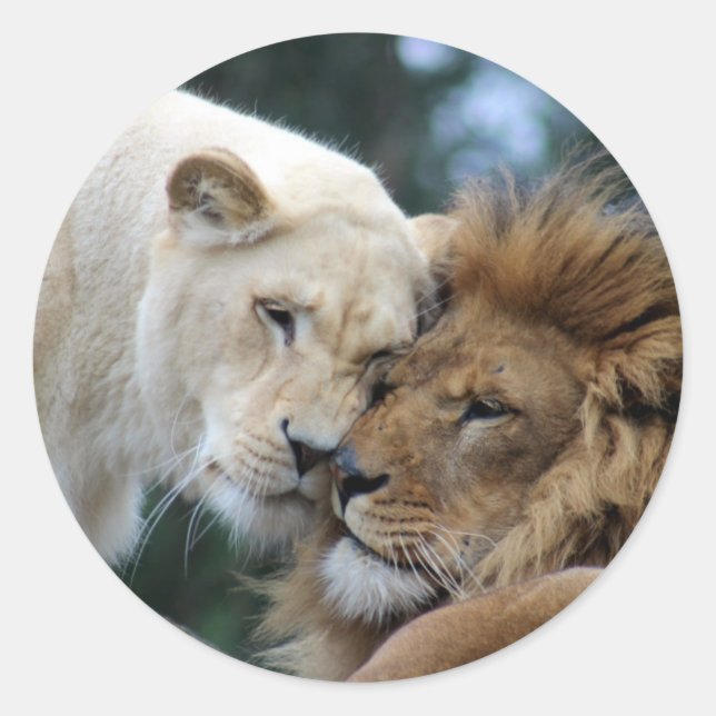 Adesivo Lion e Lioness Nuzzling (Frente)