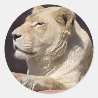 Adesivo Lionalidade