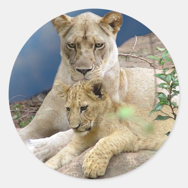 Adesivo Lioness e Cub Sticker (Frente)