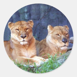 Adesivo Lioness Sticker