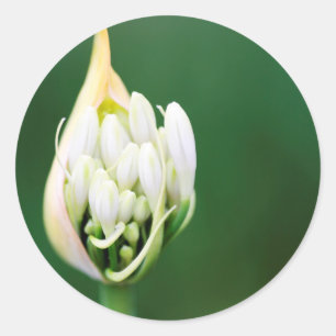 Adesivo Lírio Africano, Agapanthus Praecox, Cidade do Cabo