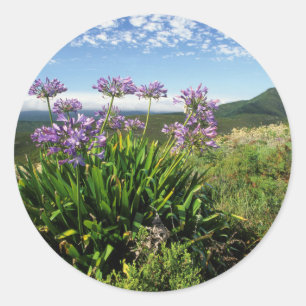 Adesivo Lírio Africano (Agapanthus praecox), Mossel Bay