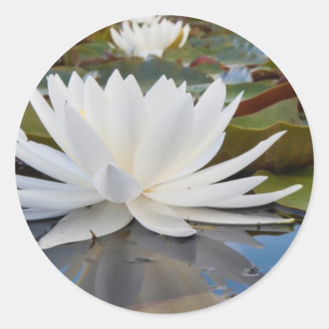 Adesivo Lírio de Água Fragrante (Nymphaea Odorata) no Cadd (Frente)