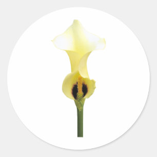Adesivo Lírio de Calla amarelo