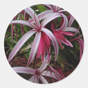 Adesivo Lírio roxo de Crinum da rainha Emma